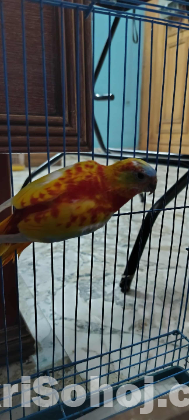 Turquoisine Paraket Red Fronted Opaline